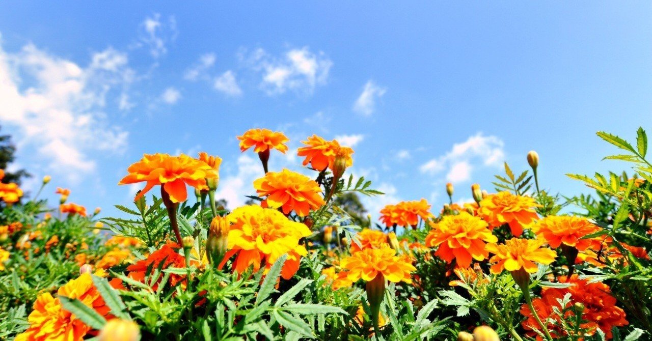 あいみょんと足の白いてんとう虫 りゅうほ Note