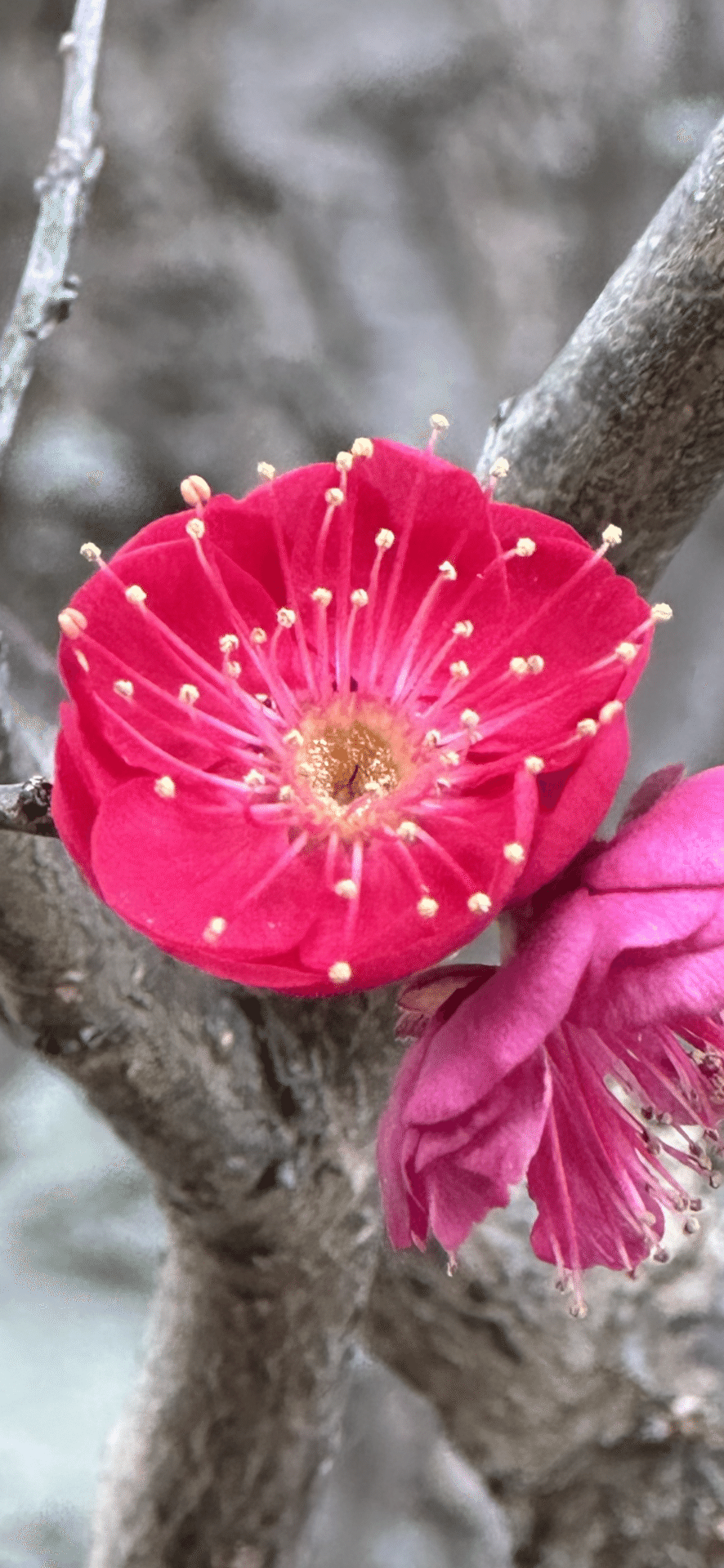 鹿児島紅梅 梅苗 花梅 苗木 鹿児島紅梅（大株） 2年生 DIY・工具・ガーデン