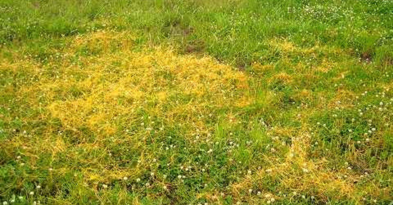 怖い植物 の新着タグ記事一覧 Note つくる つながる とどける