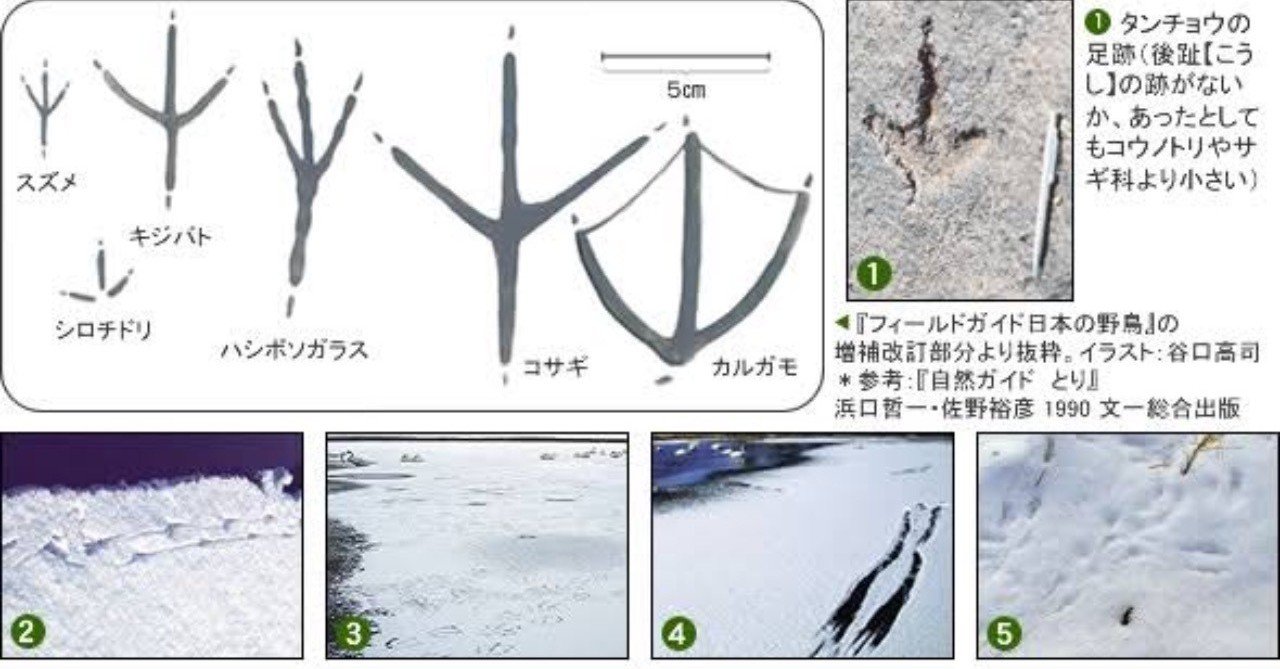 第401回 野鳥の趾 あしゆび 翆野 大地 Note