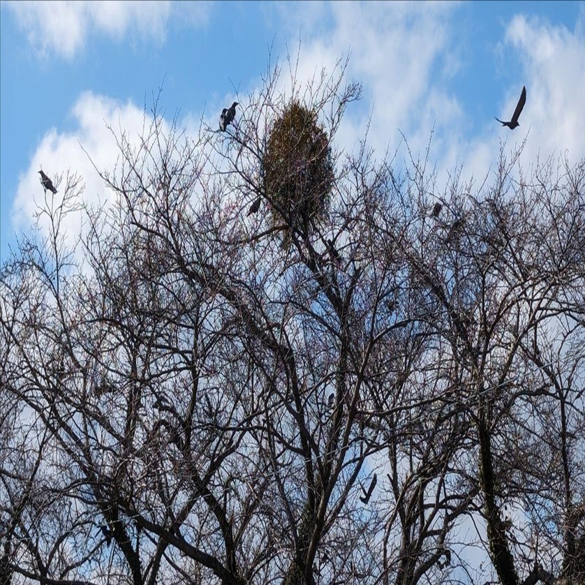 近所のヤドリギを見に行く｜annon