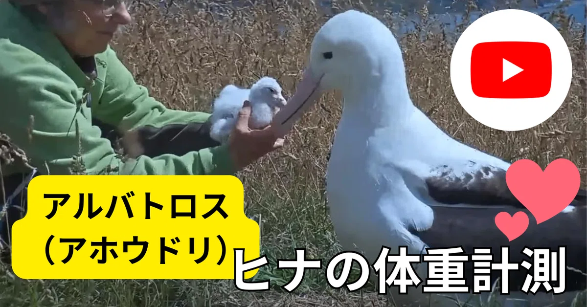 Albatross chick weight check! 300g 🥰 Ranger also provides parasite ...