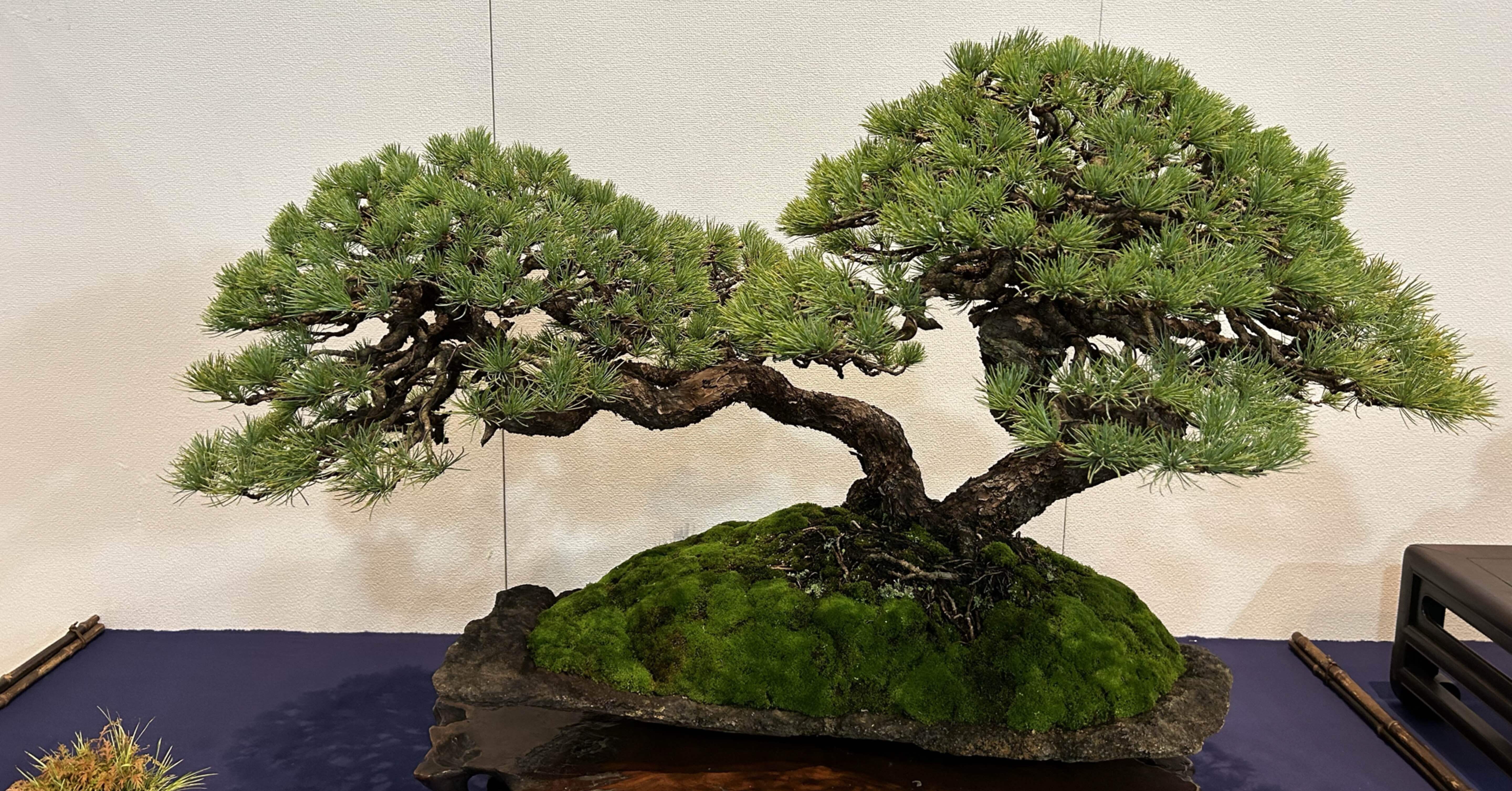 32868fe384f0bb5e78a49331e33080