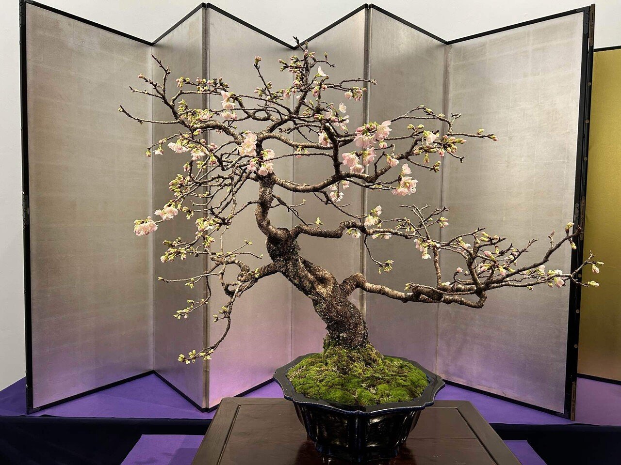 何気なく立ち寄った展覧会で盆栽の魅力に引きずり込まれそうになって