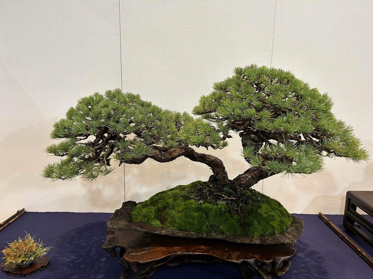 盆栽宇宙　THE MODERN BONSAI THE MODERN BONSAI 盆栽宇宙 盆栽宇宙 THE MODERN BONSAI THE