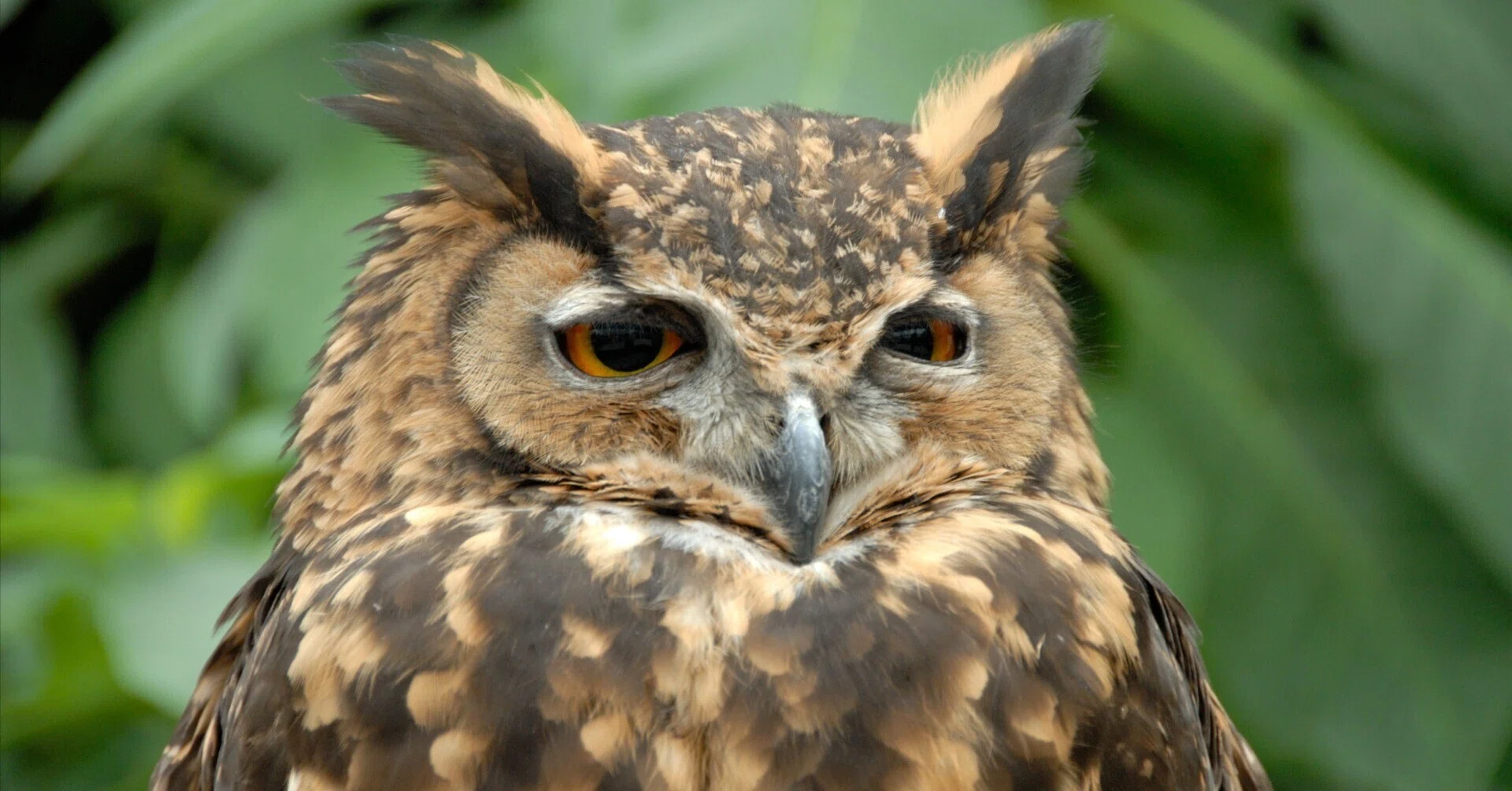 綺麗なオレンジ色の瞳が特徴｜ケープワシミミズク Cape Eagle Owl｜M_ayumi