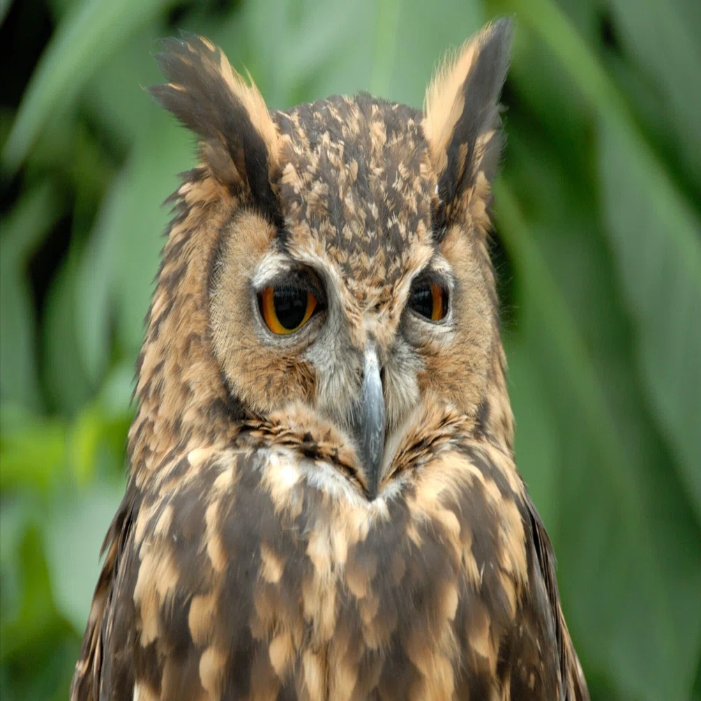 綺麗なオレンジ色の瞳が特徴｜ケープワシミミズク Cape Eagle Owl｜M_ayumi