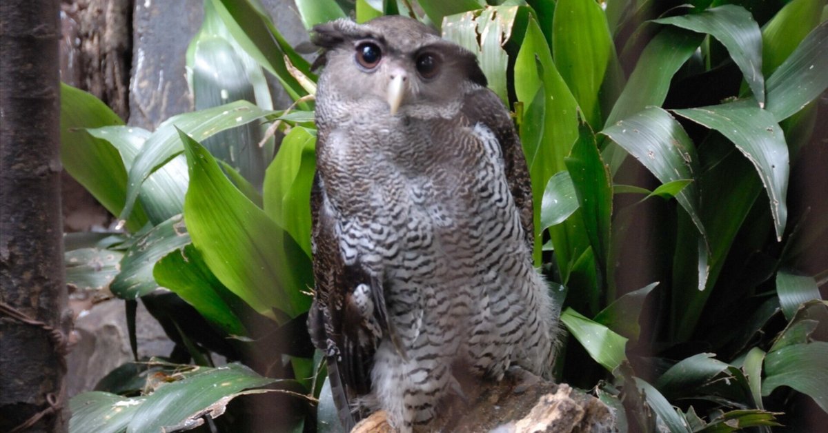 花鳥園にもいなかったワシミミズク｜ネパールワシミミズク