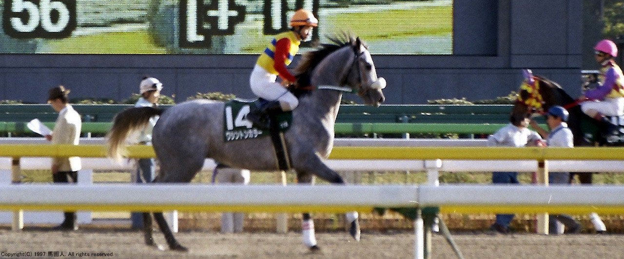 競馬パネル：トウショウボーイ「1977年 第7回高松宮杯」※白黒直線