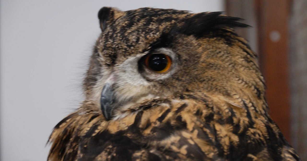 ワシミミズク(ユーラシアワシミミズク) Eurasian Eagle-Owl|M_ayumi