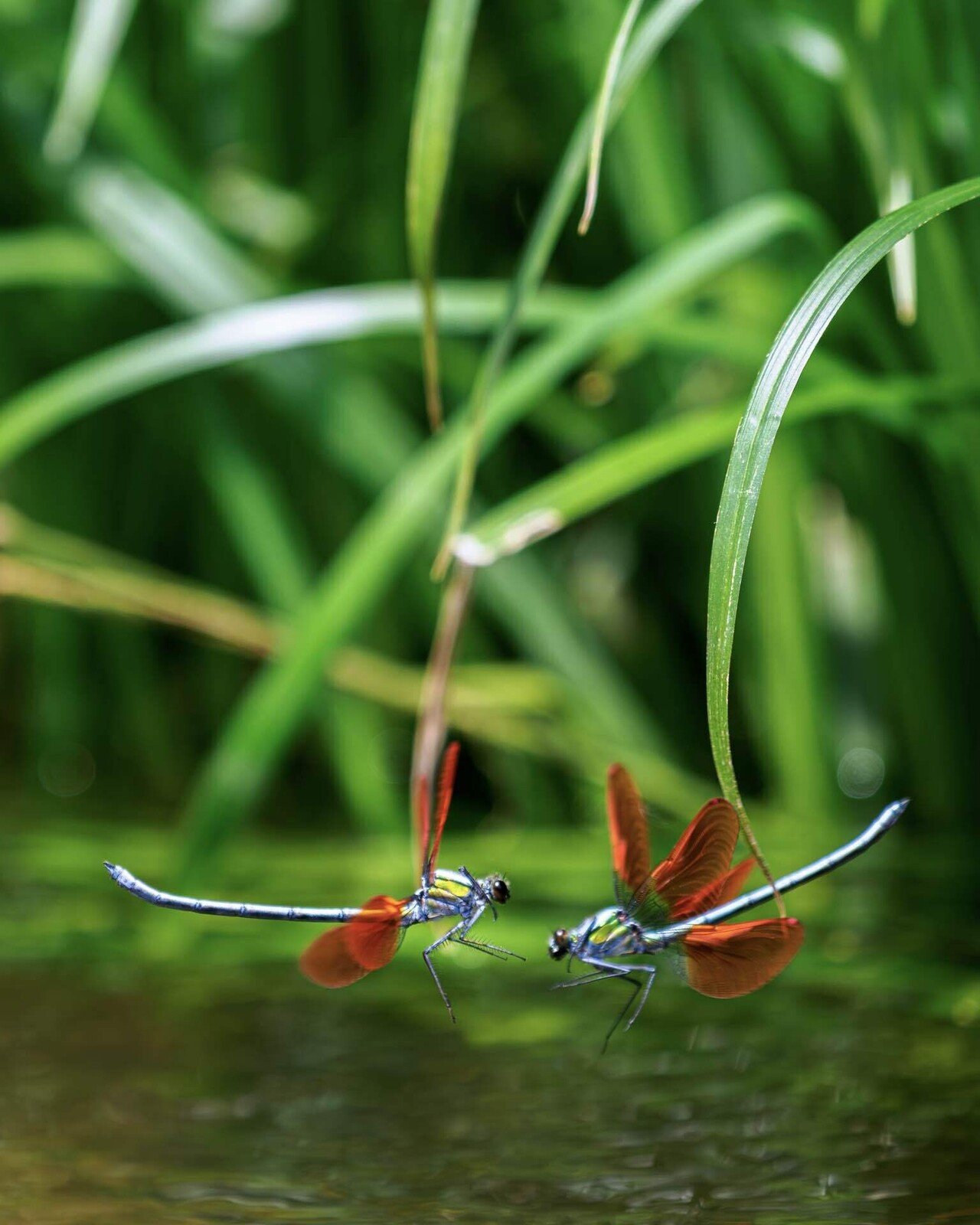 写真解説】水面に舞う 後編｜CIDER