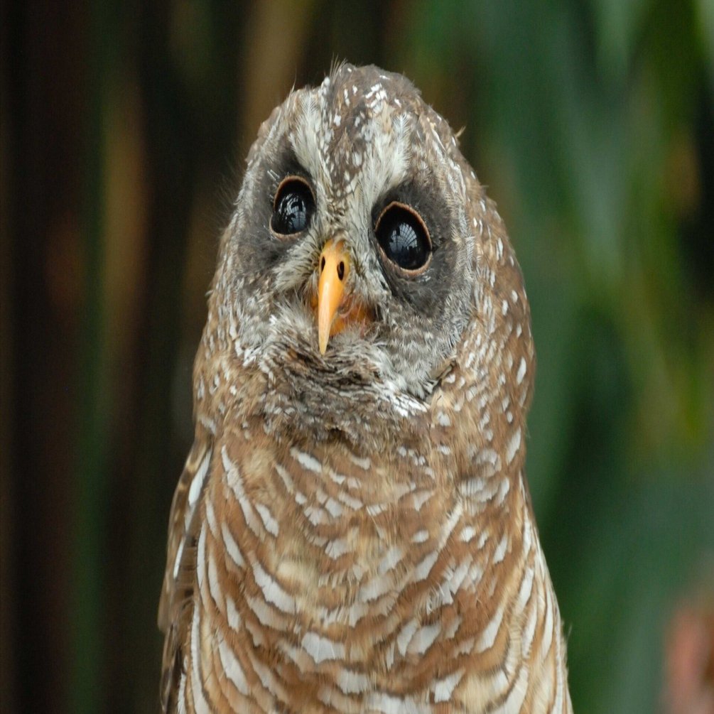 世界に5種類いるヒナフクロウ｜アフリカヒナフクロウ African Wood