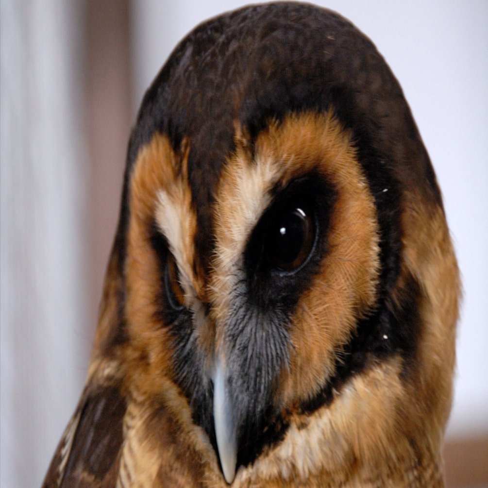 茶色いフクロウ｜オオフクロウ Brown Wood Owl｜M_ayumi