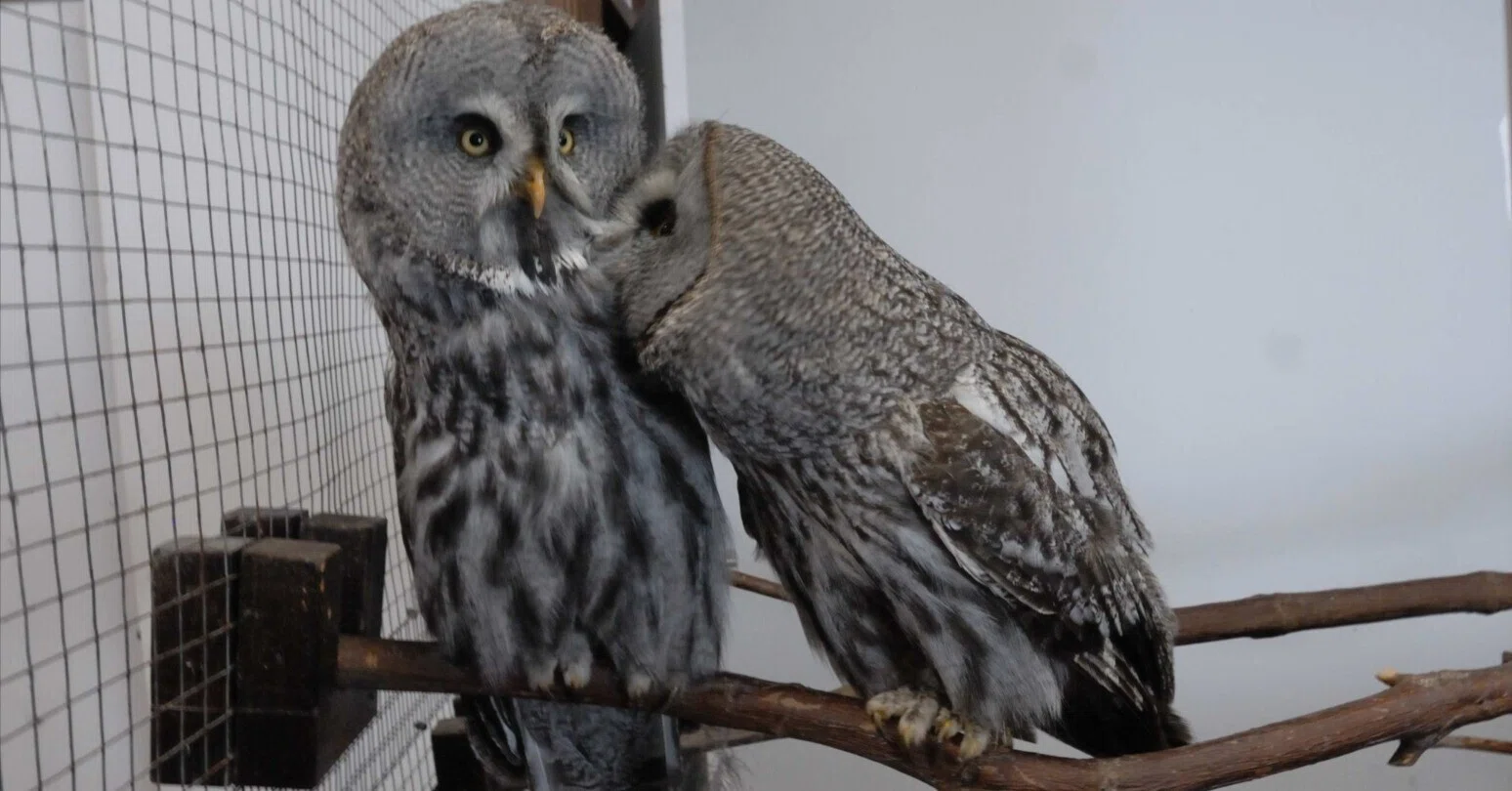 顔がバウムクーヘン｜カラフトフクロウ Lapland Owl｜M_ayumi