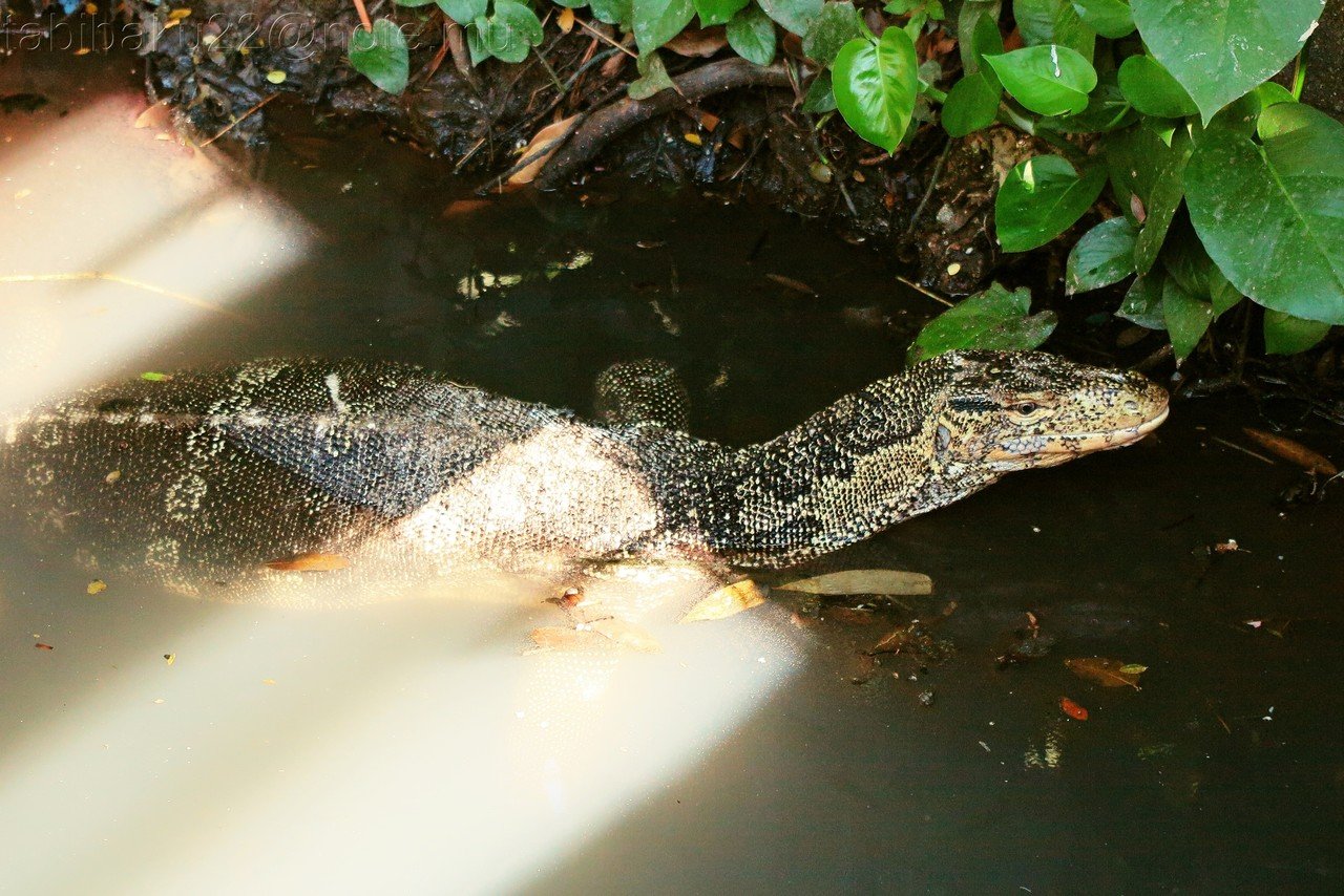 水の都バンコクを泳ぐ ミズオオトカゲ タイ 森野バク 地球旅自炊派 Note 水の都バンコクを泳ぐ ミズオオトカゲ タイ 森野バク 地球旅自炊派 Note