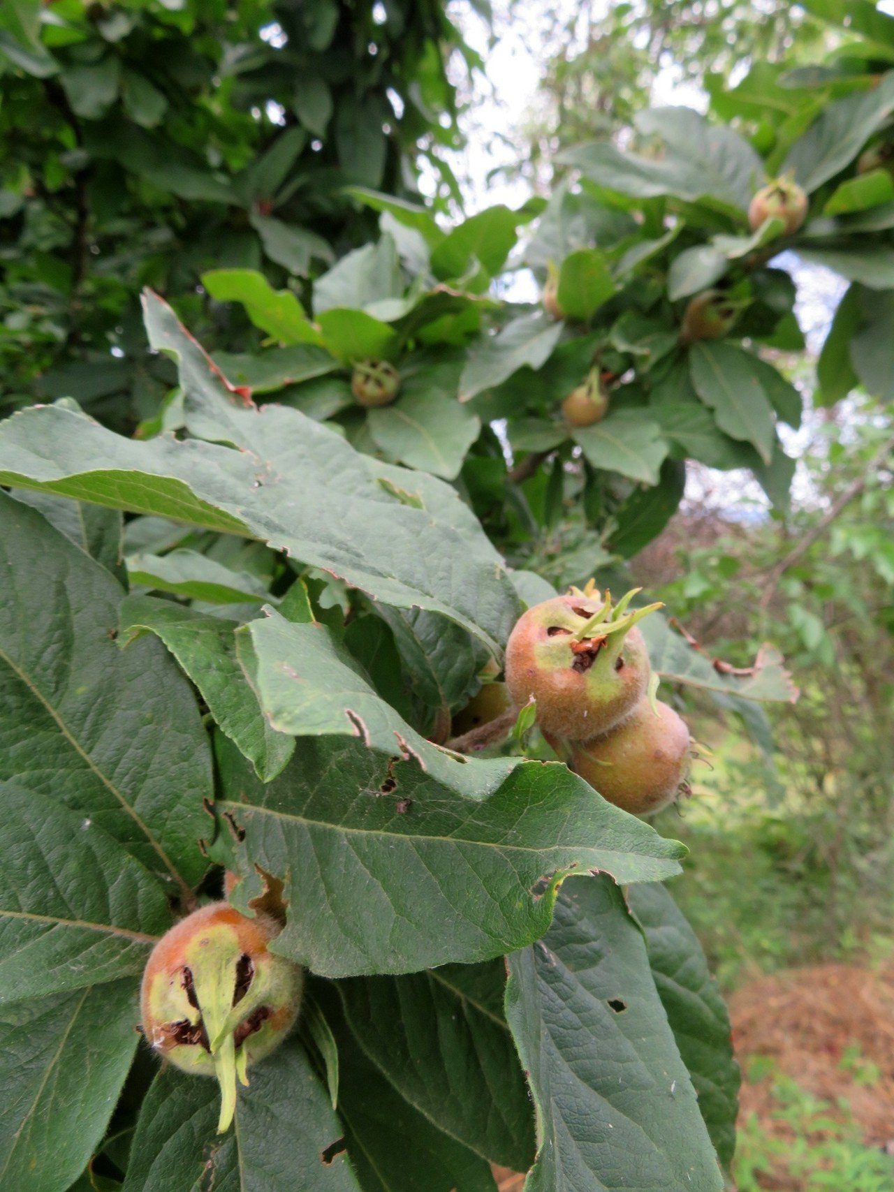 セイヨウカリン Eiko Toda Note