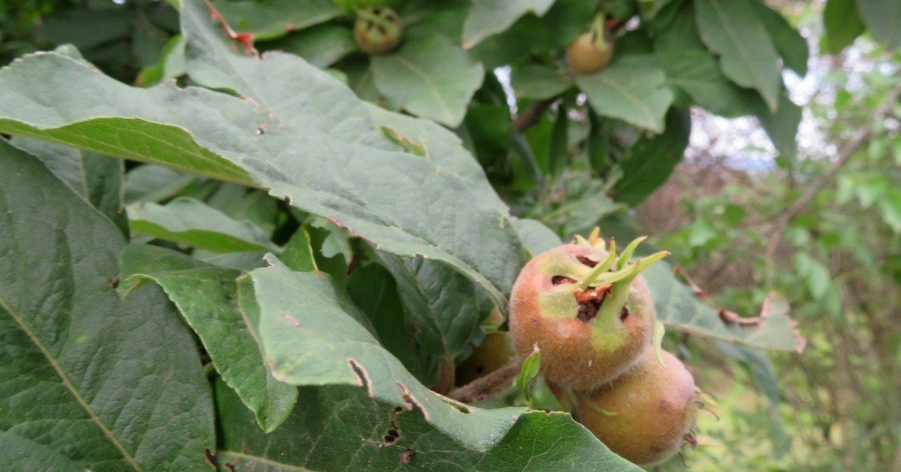 セイヨウカリン Eiko Toda Note セイヨウカリン Eiko Toda Note