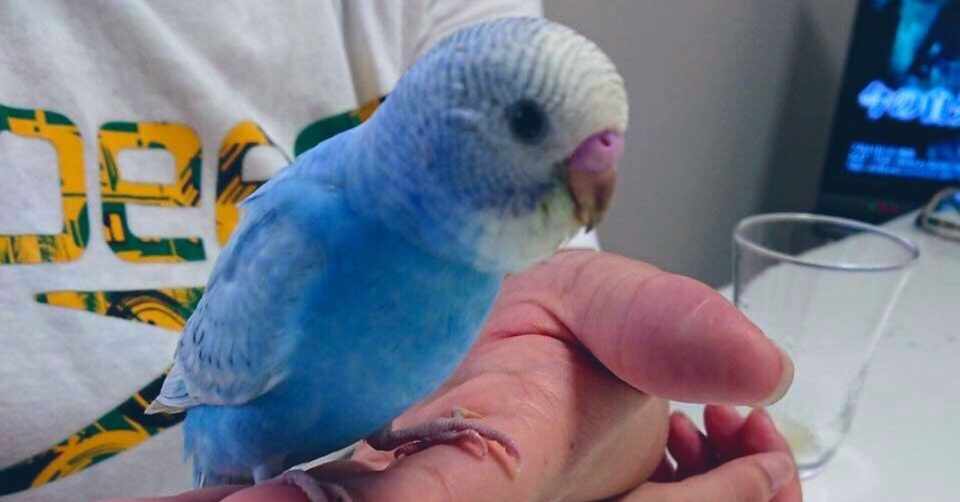 おにいちゃんインコ たまき Note