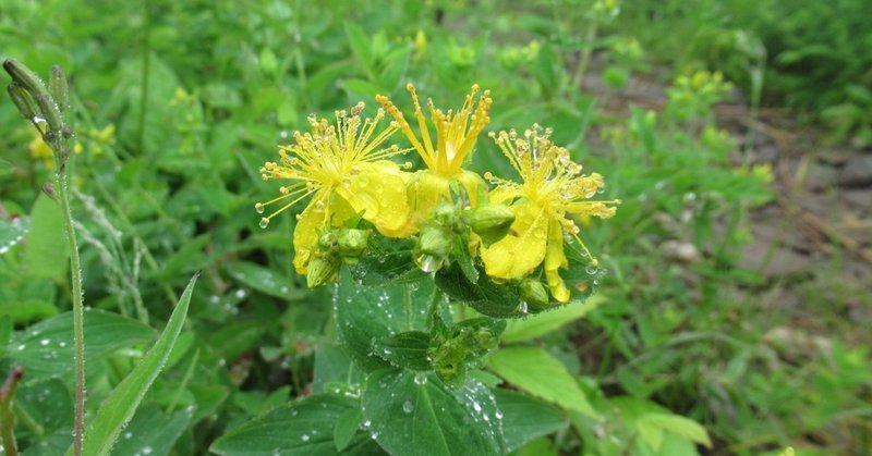子どもに植物の名前をつけるなら かとけい Note 子どもに植物の名前をつけるなら かとけい Note
