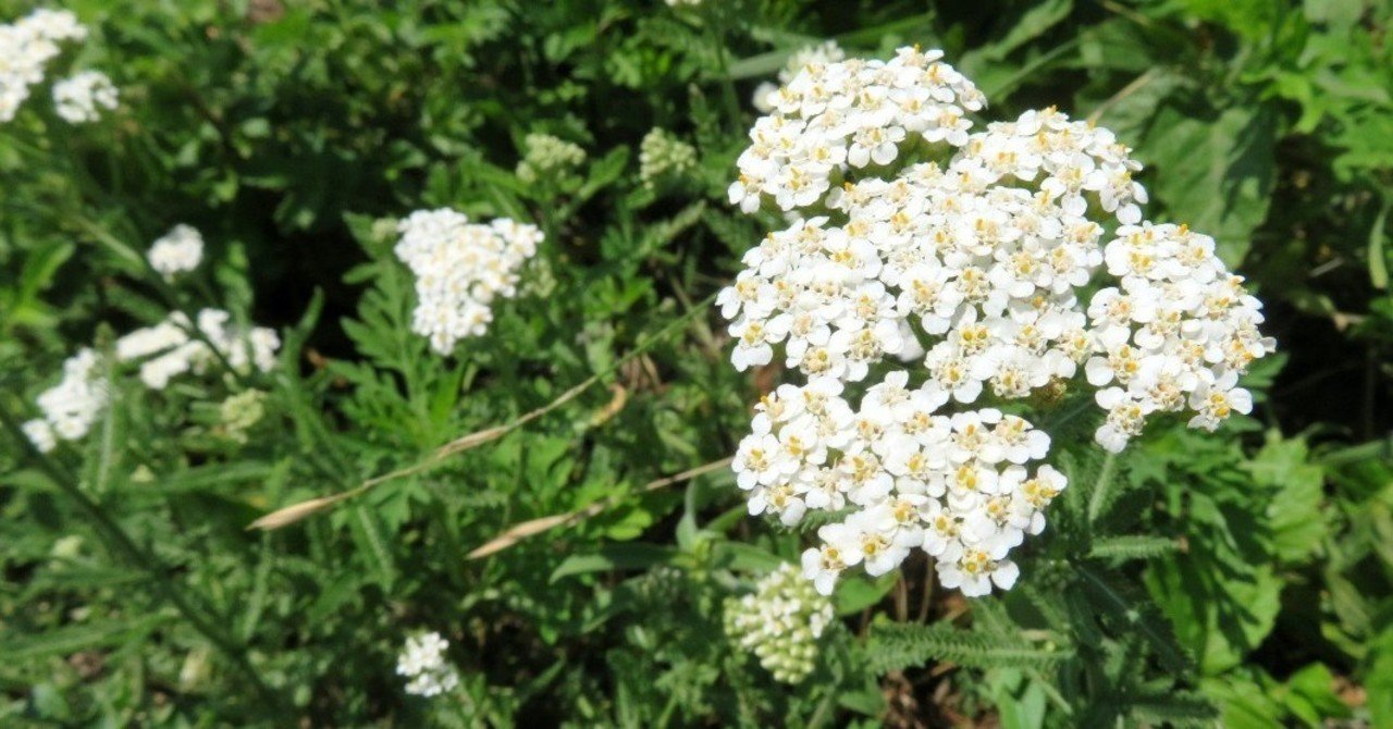セイヨウノコギリソウ Eiko Toda Note