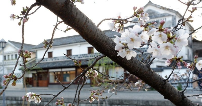 2023年桜（神戸から倉敷へ）