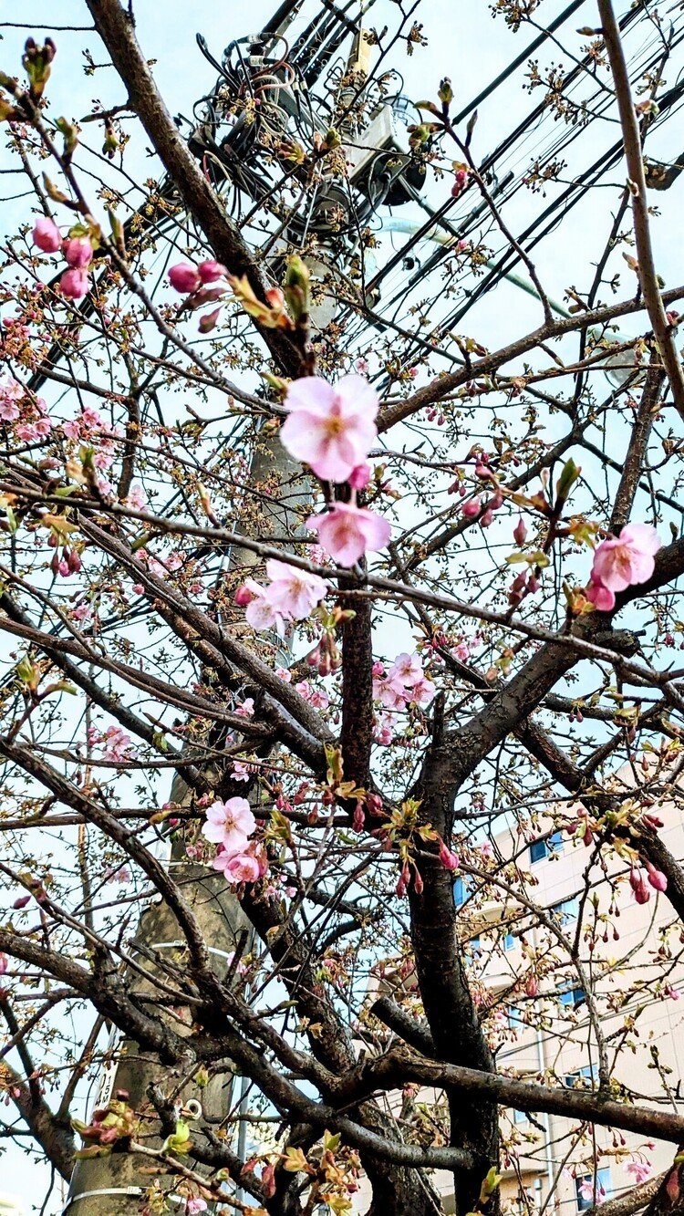 先日１つ咲いていた桜🌸どんどん咲き始めました😆💞めじろちゃんがすごい勢いで花の蜜を吸っています〜😍写せませんでしたが…