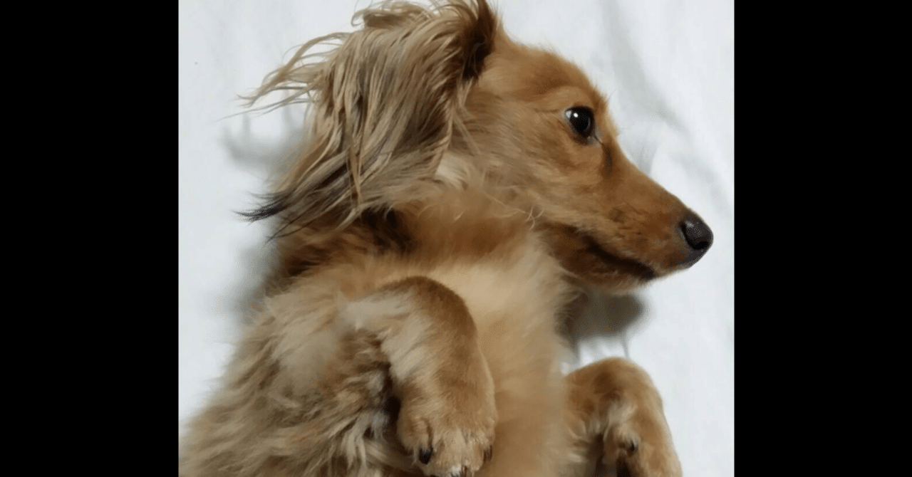 アスペルガーの父が竹刀で飼い犬を殺した話 Fcrow ふくろー Note