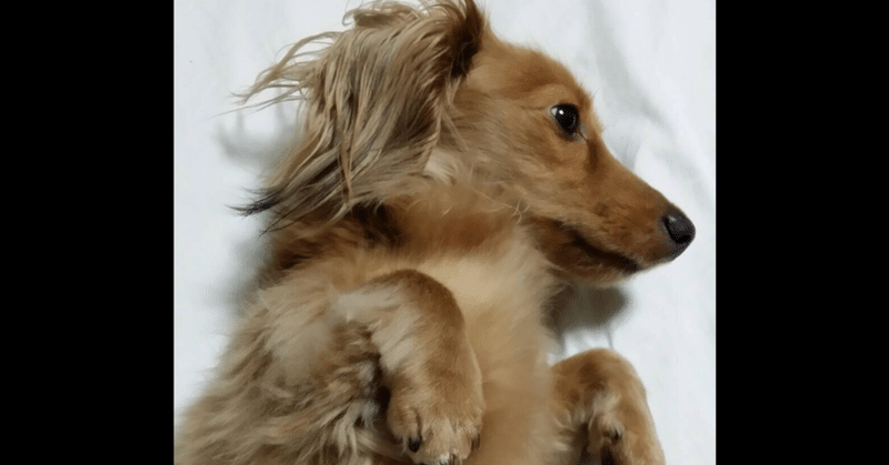 アスペルガーの父が竹刀で飼い犬を殺した話 Fcrow ふくろー Note
