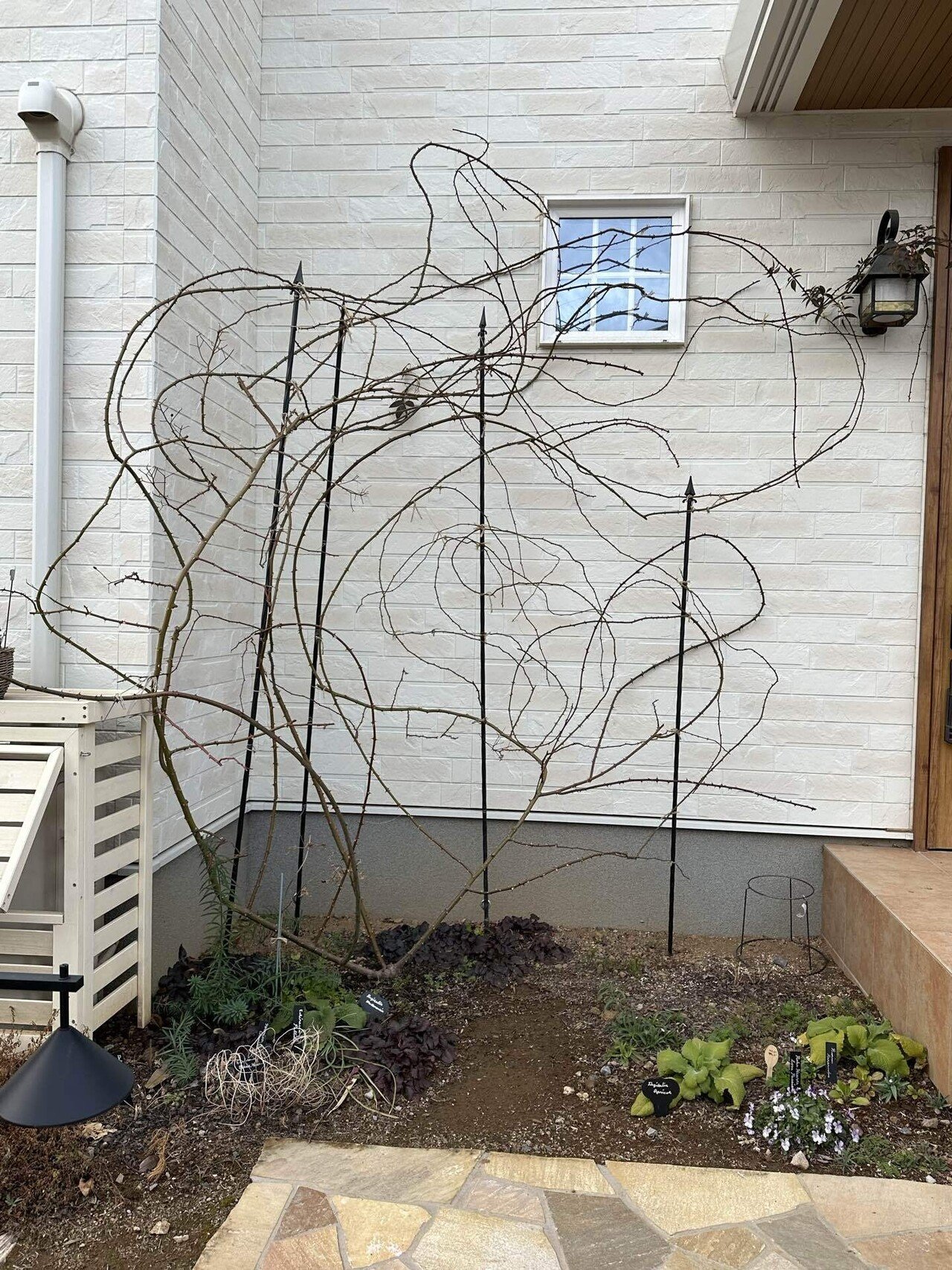 つるバラ　マツモト作　絵画 Amazon | マツモトヨーコ 「スーベニア」 ポップアート 絵画 牛