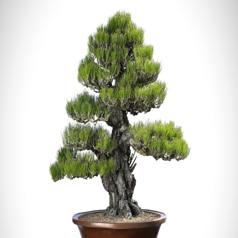 ユニークな盆栽 約26cm 高さ 653d04.jpg