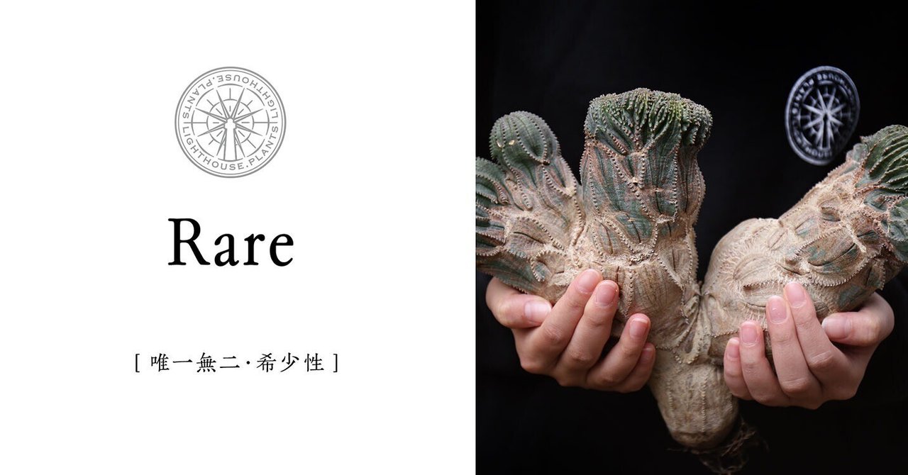 RARE - レア】唯一無二。海外コレクターが手放さない特別な