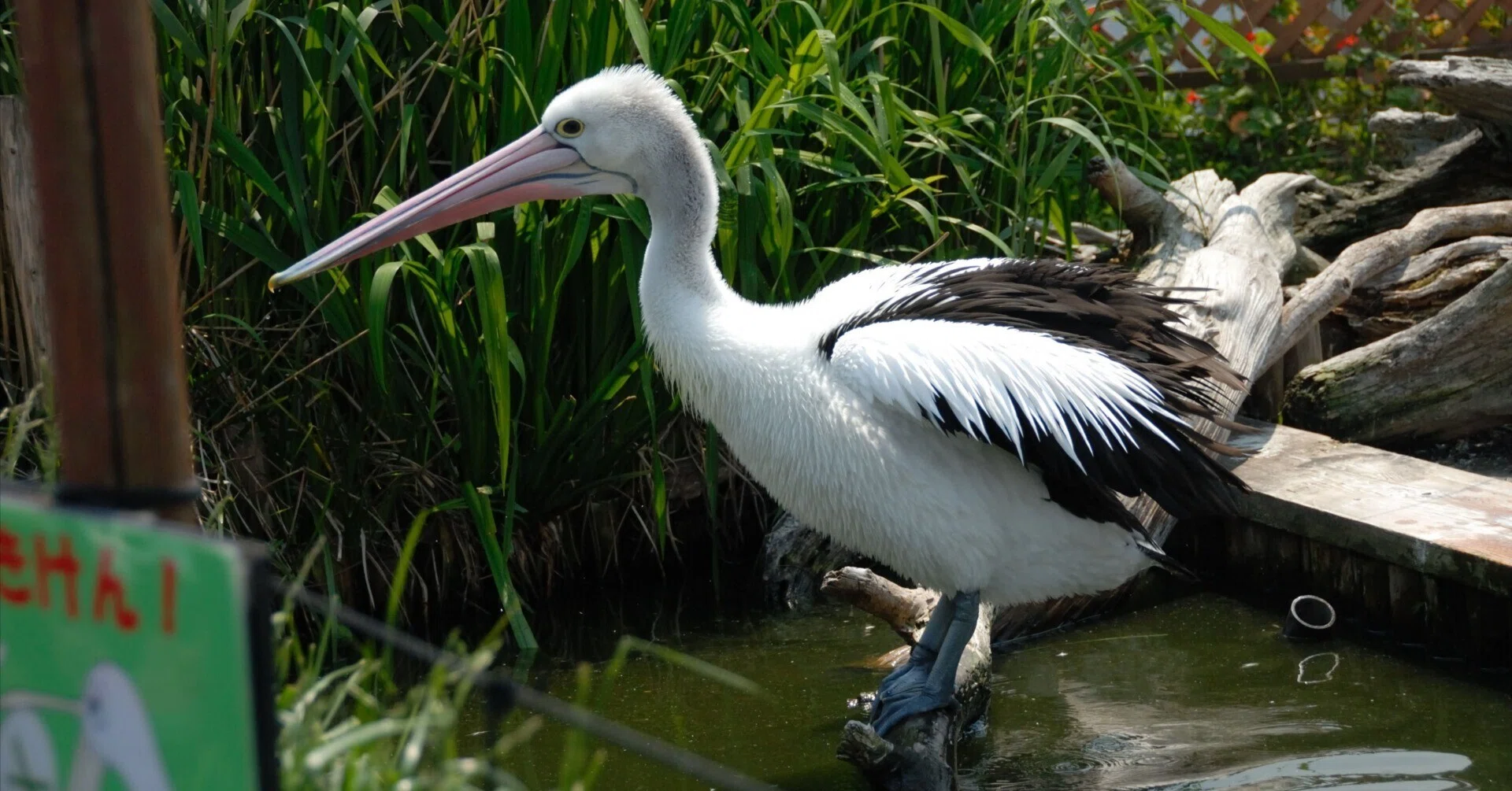 絵に描いたような猫目｜コシグロペリカン Australian Pelican｜M_ayumi