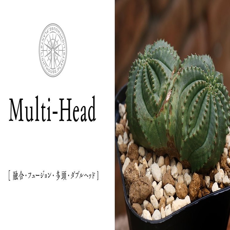 MULTI- HEAD - マルチヘッド】多頭の他にも二頭以上が融合した