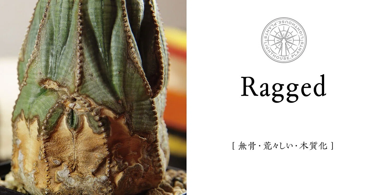 RAGGED - ラギット】無骨で荒々しい生命力を感じるユーフォルビア 