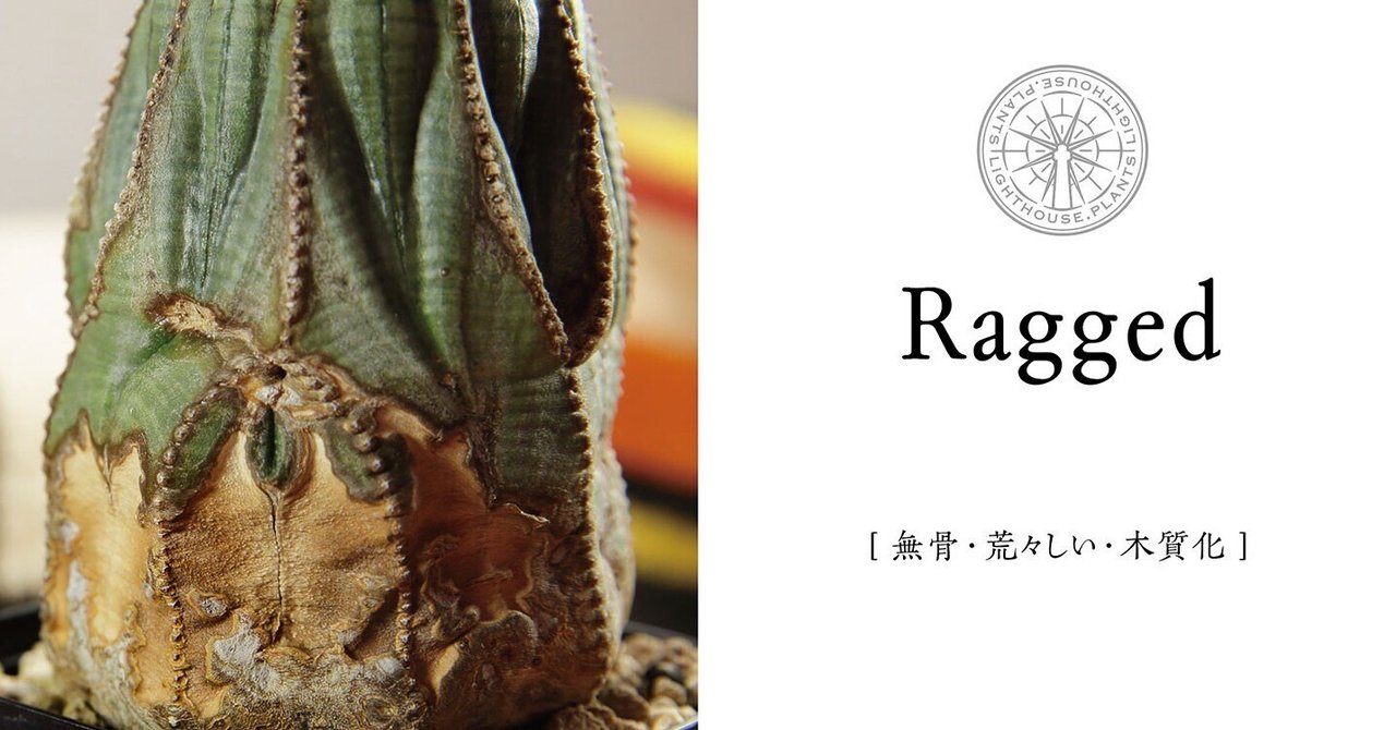 多頭オベサ 美模様 ユーフォルビア（検索）オールド 木質 多頭