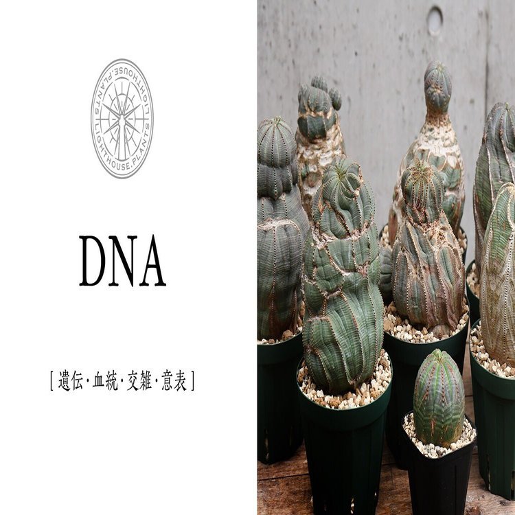DNA - ディーエヌエー】様々なユーフォルビア種が交雑された