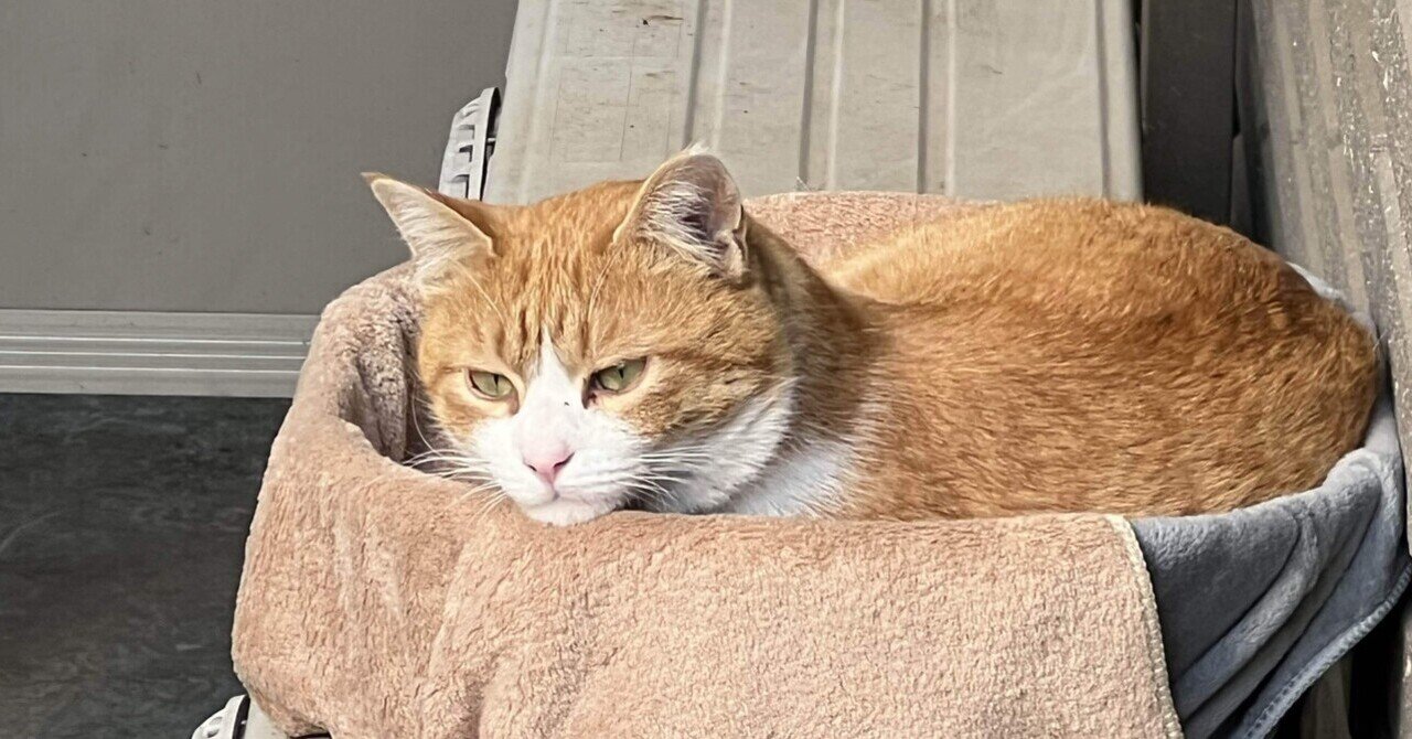 のらねこ 楽天市場】のらねこ 中村知世 & WILD CATS／かでなれおん・森下