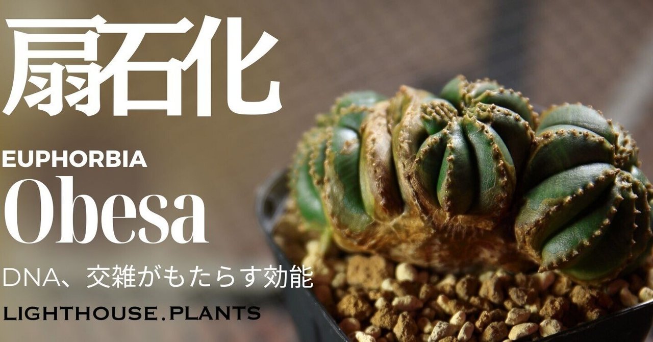 DNA、交雑がもたらす効能。扇綴化ならぬ「扇石化」ってどんな DNA、交雑がもたらす効能。扇綴化ならぬ「扇石化」ってどんな