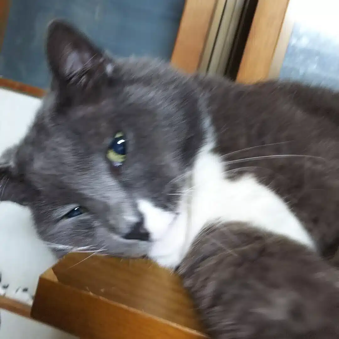 のらキタ