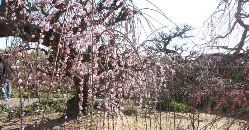 ウォーキング・舘山寺の梅と桜