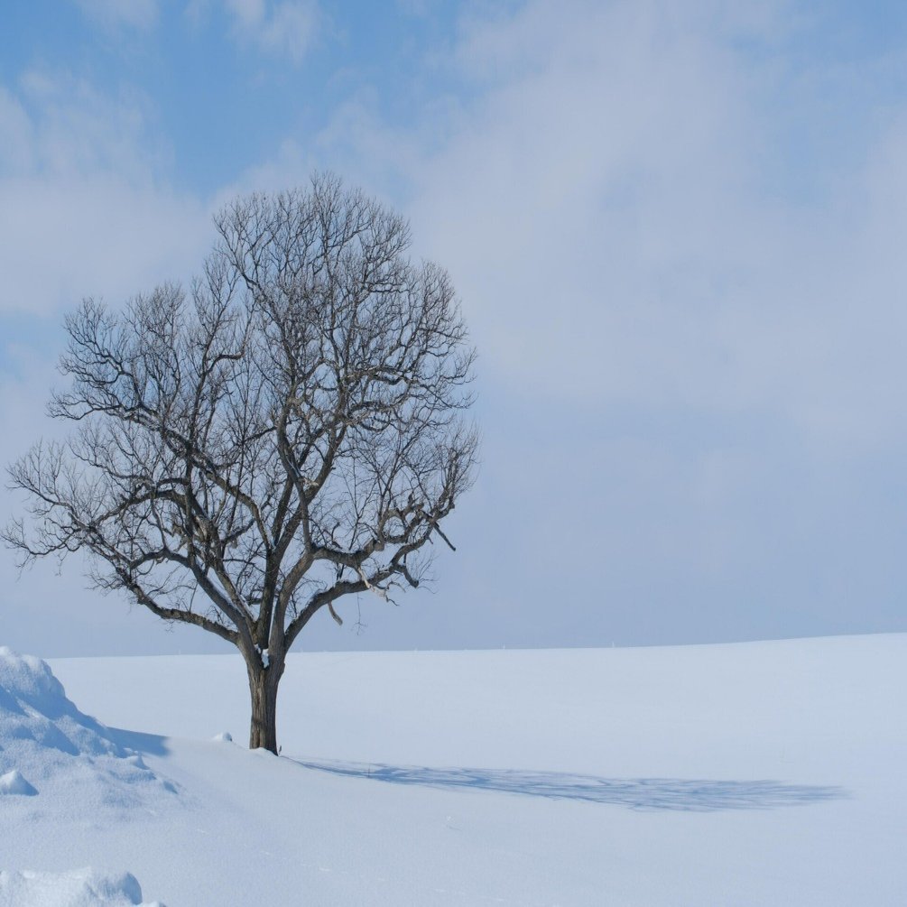 X-T5 で雪景色（ASTIAとノスタルジックネガ）｜No.54