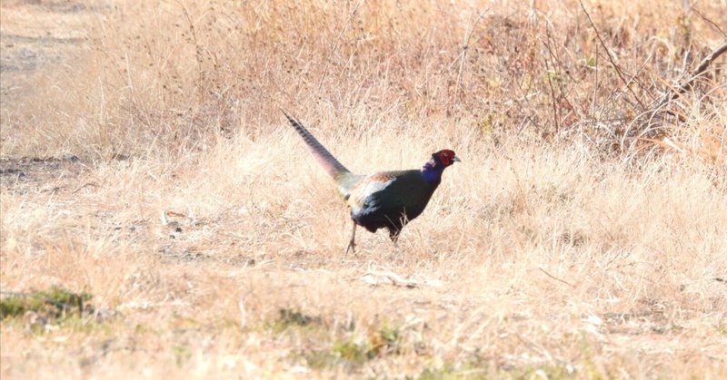 キジが告げる、春近し　鳥見散歩＜Ｗ川原編＞２／２話　2024年2月