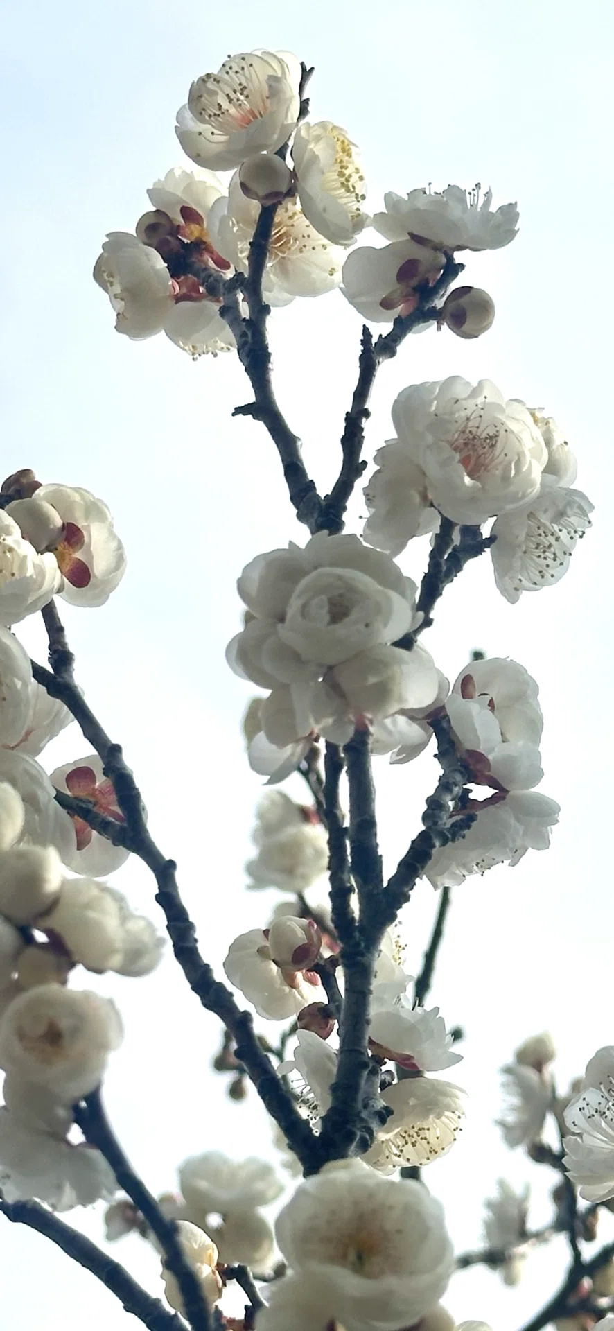 エイザンハク 真っ白に咲く美しい八重咲の梅｜EGGSEED