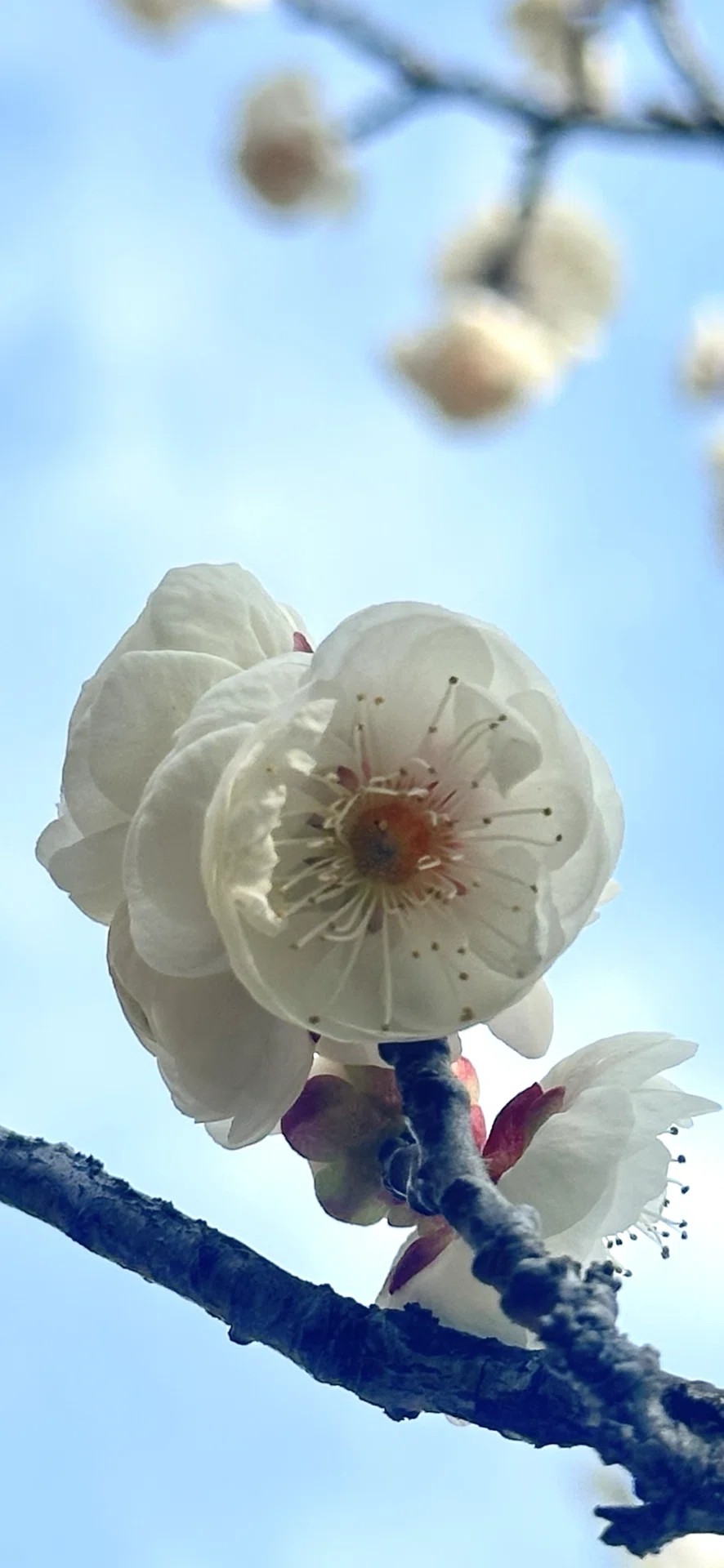 【展示済】梅の花 梅 枝 桃色 白色 バラ科サクラ属 Prunus mume エイザンハク 真っ白に咲く美しい八重咲の梅｜EGGSEED