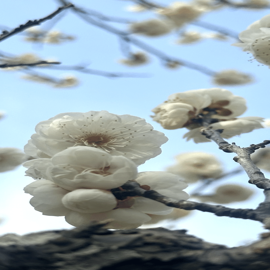 エイザンハク 真っ白に咲く美しい八重咲の梅｜EGGSEED