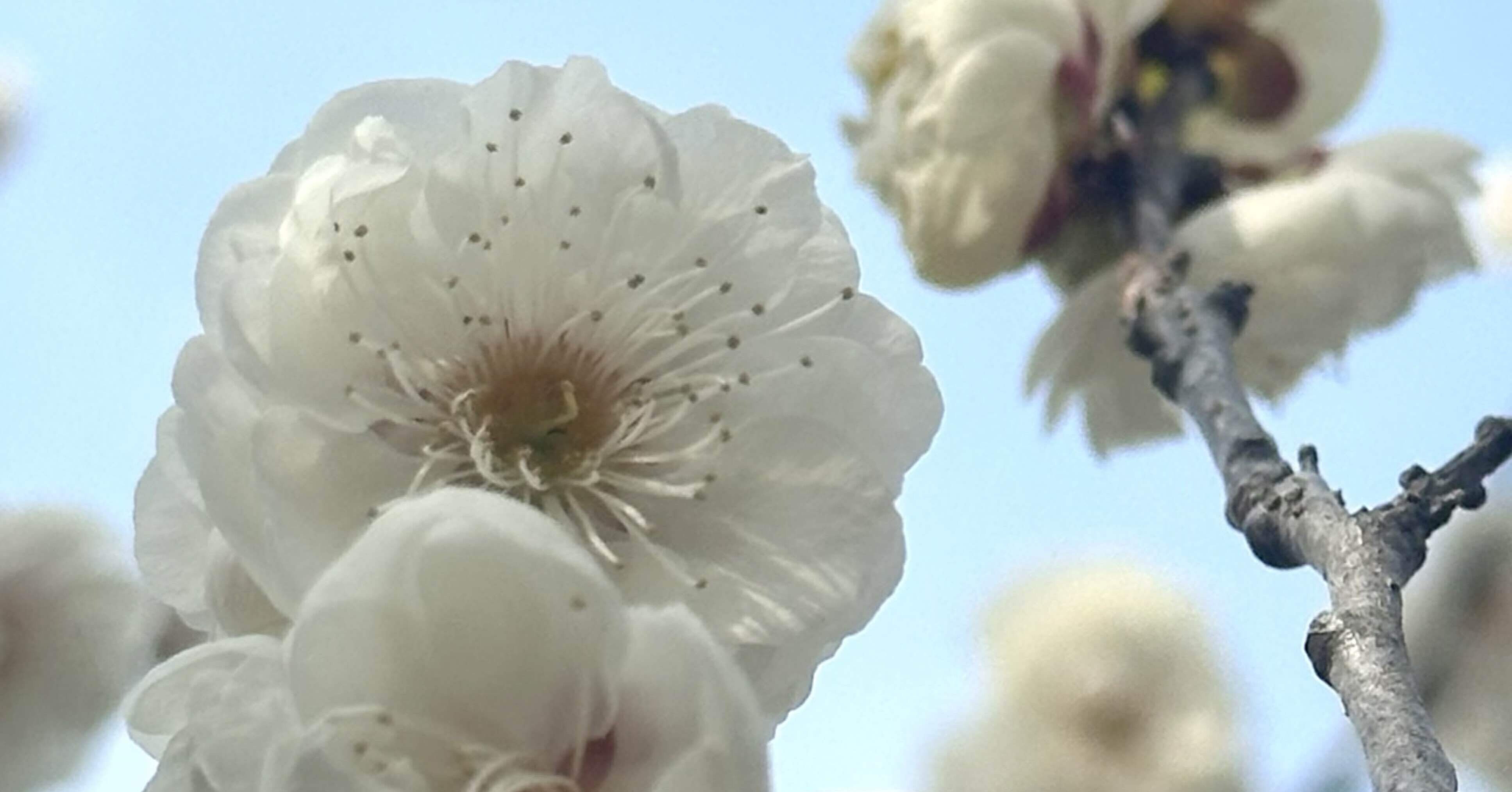 エイザンハク 真っ白に咲く美しい八重咲の梅｜EGGSEED