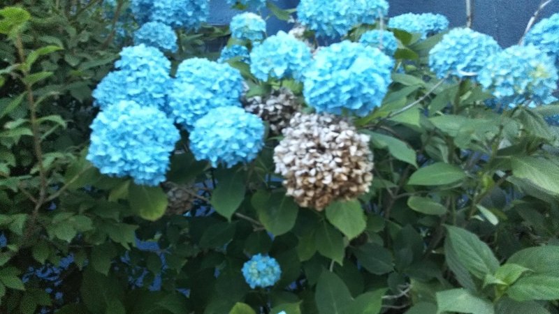 紫陽花への想い 紫 りえ Note 紫陽花への想い 紫 りえ Note