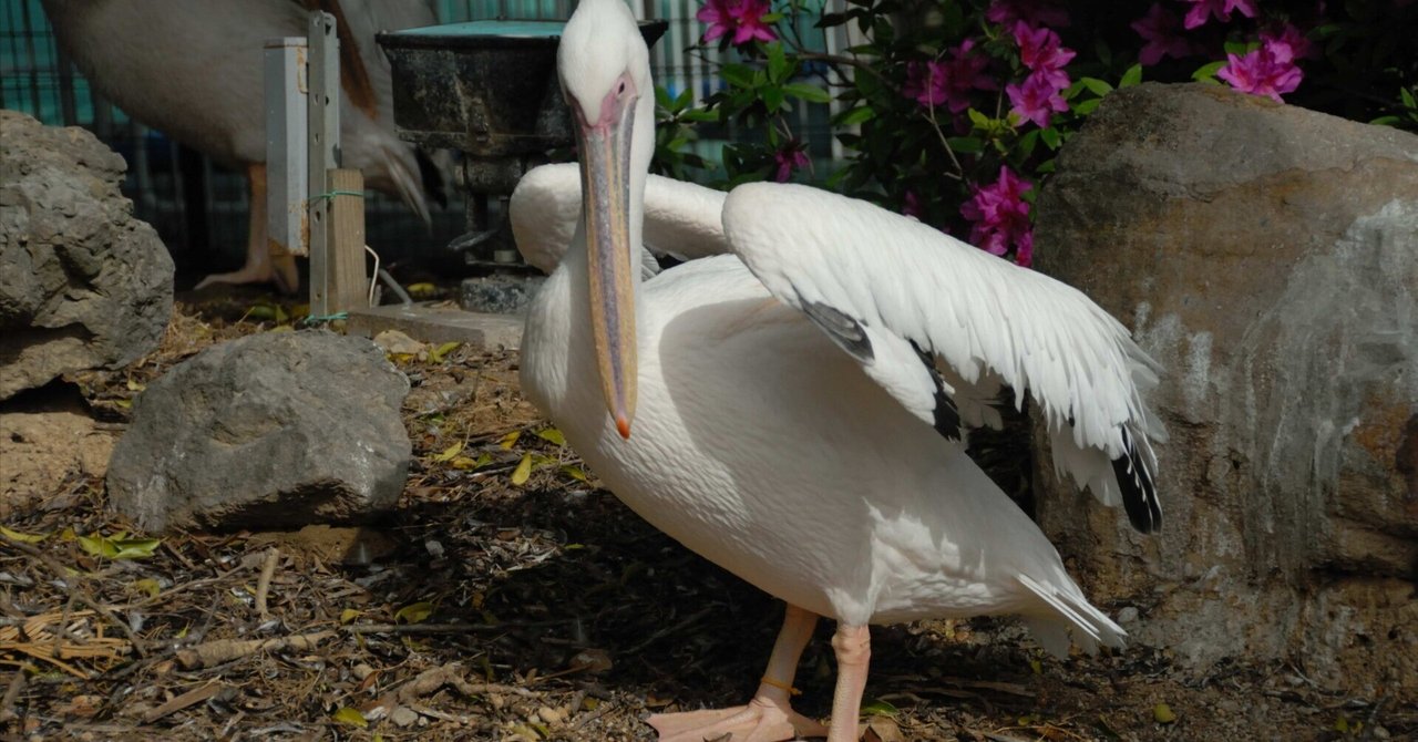 モモイロペリカン White Pelican｜M_ayumi