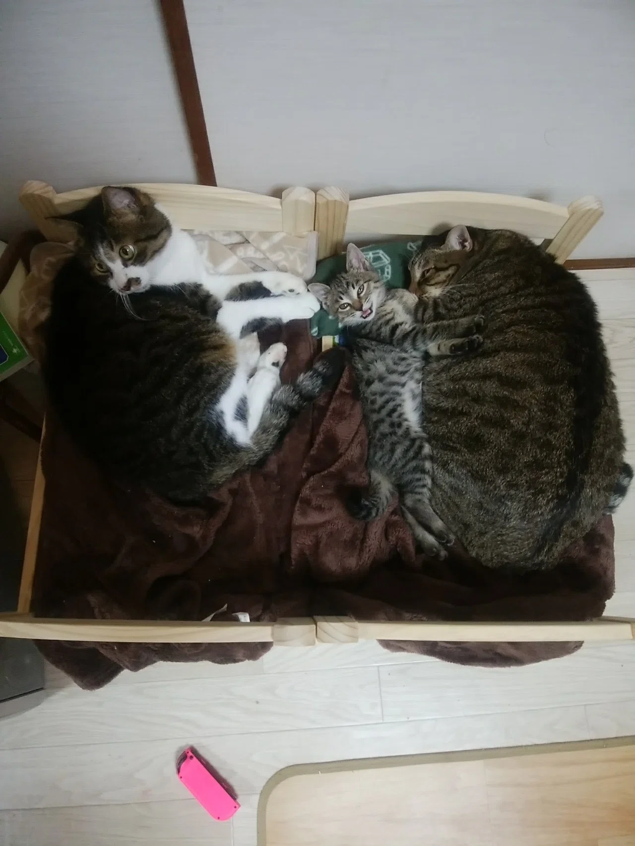 猫ゾーンを考える｜ぴいこ｜note