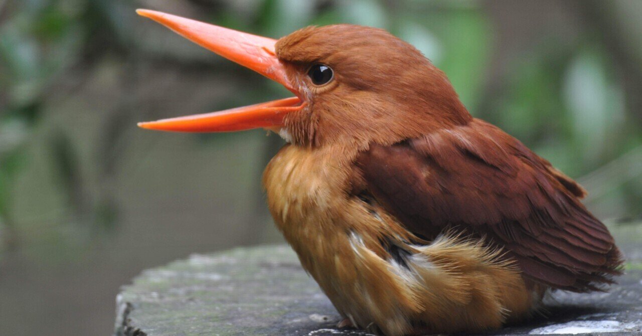 アカショウビンとアカカワセミ 南の島のピンクの鳥〜ピンクハミング